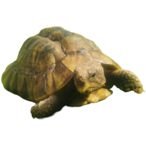 Tortoise, Reptile