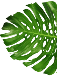 Animal Plant