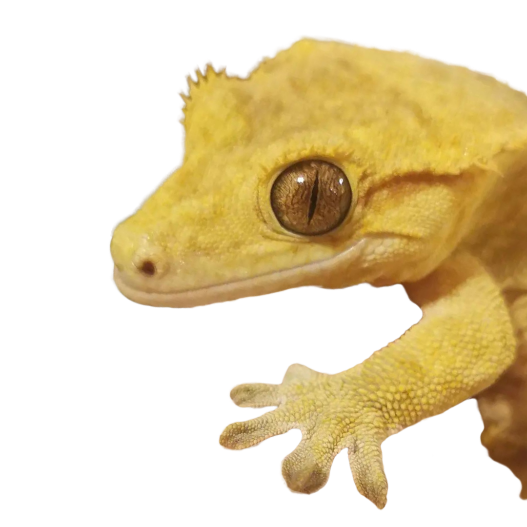 Gecko, Reptile