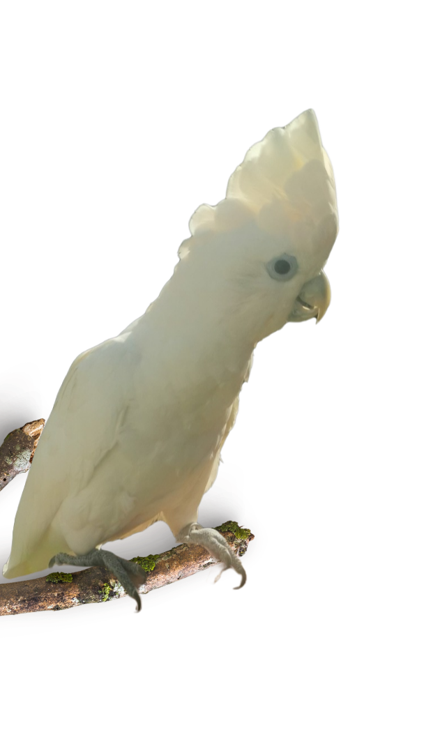 Parrot