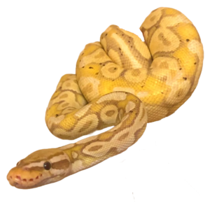 Reptile, Snake