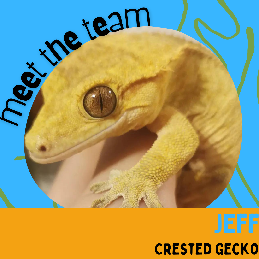 Jeff, Crested Gecko