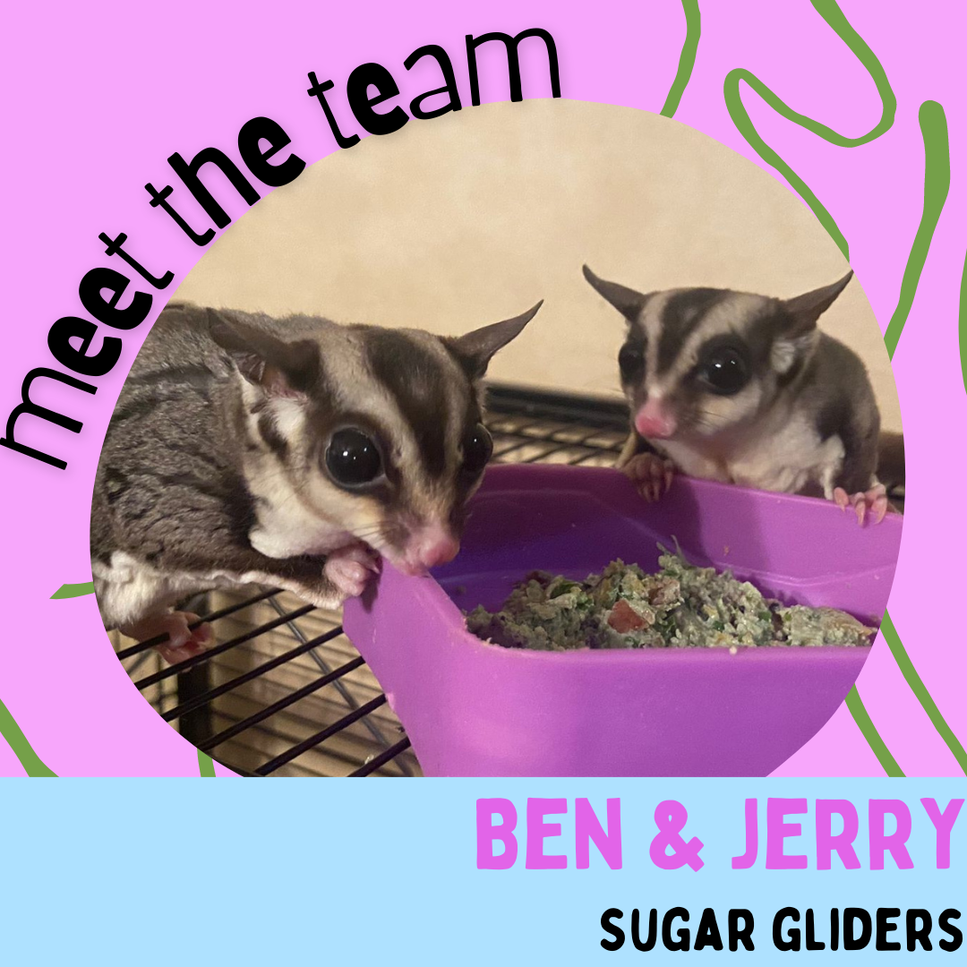 Ben & Jerry, Sugar Gliders