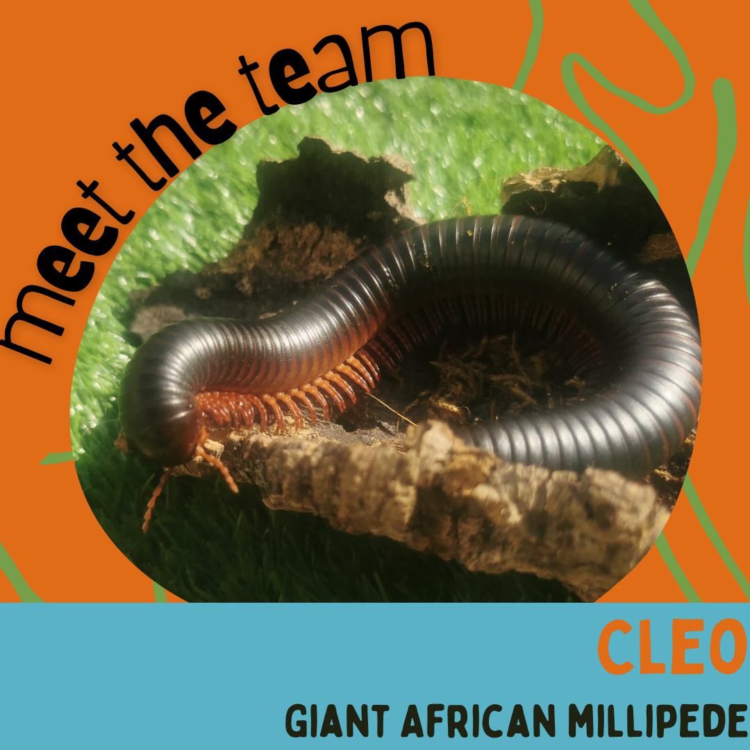 Cleo, Giant African Millipede