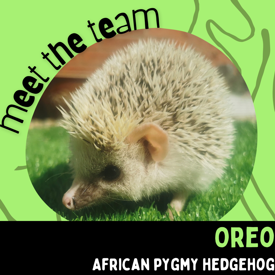 Oro, African Pygmy Hedgehog