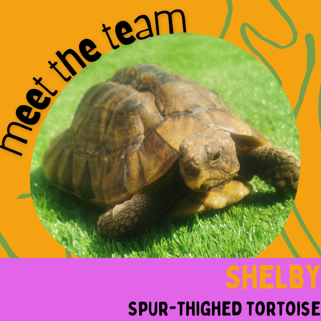 Shelby, Spur-Thighed Tortoise