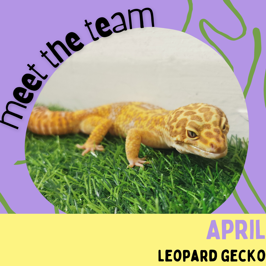 April, Leopard Gecko