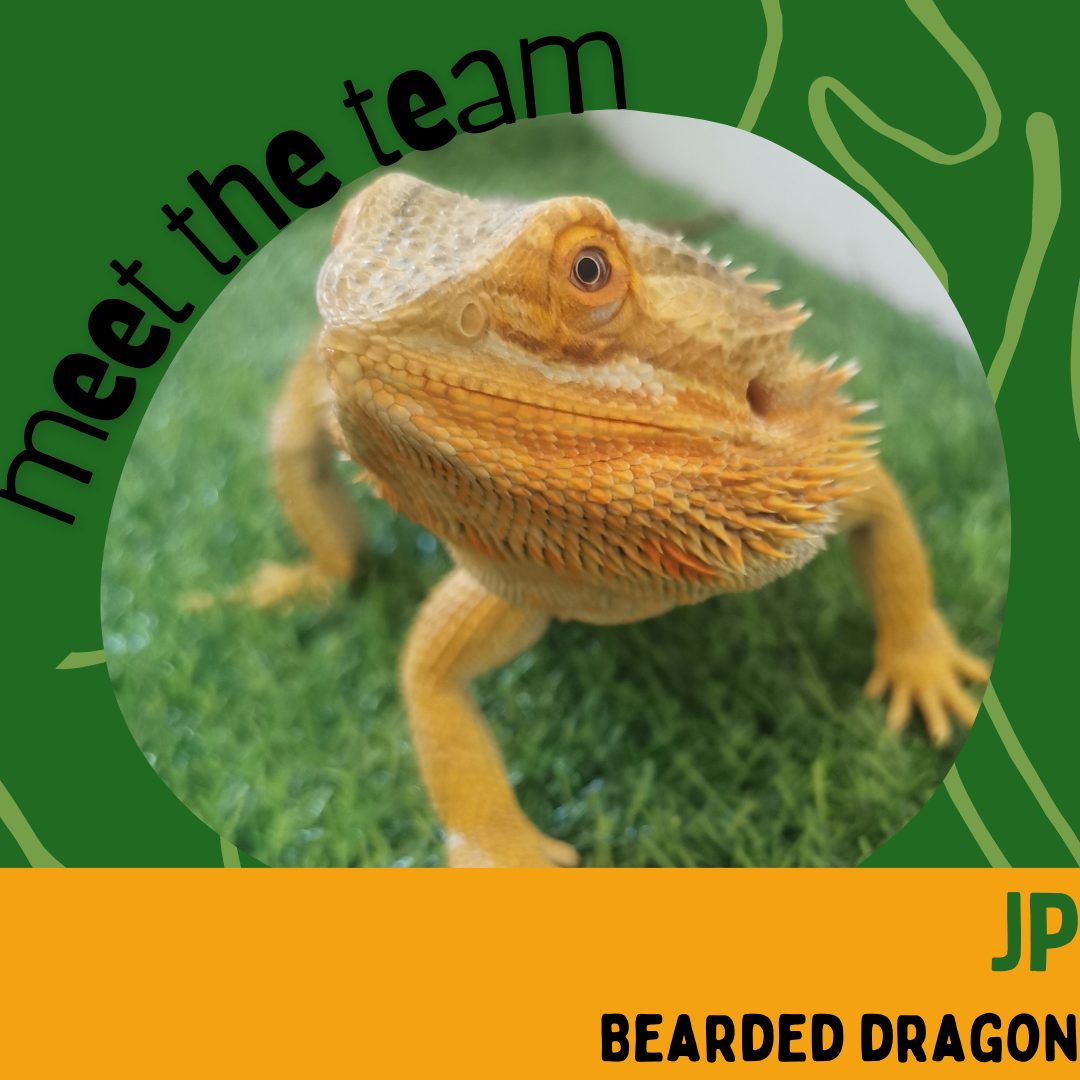 JP, Bearded Dragon