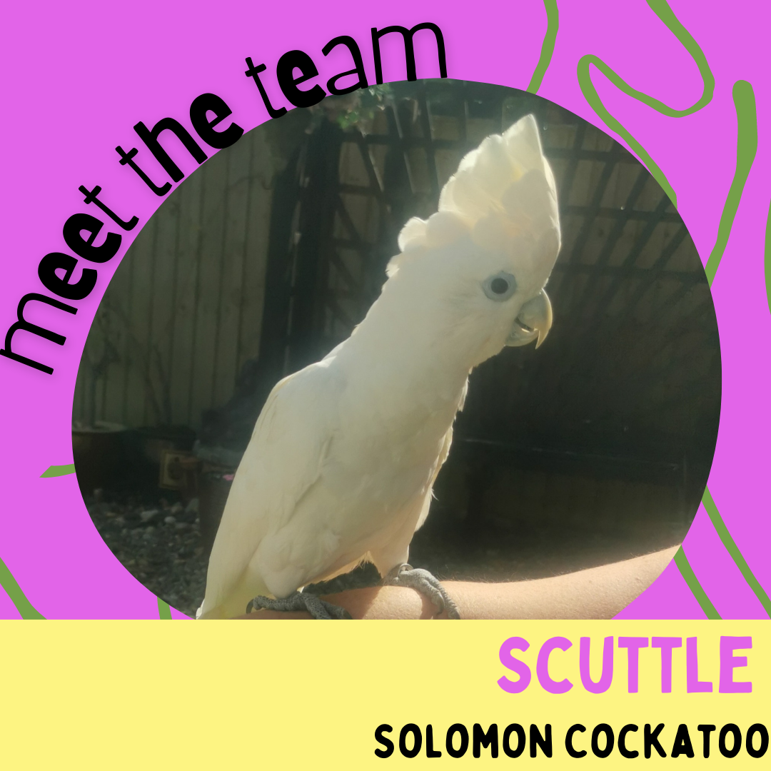 Scuttle, Solomon Cockatoo