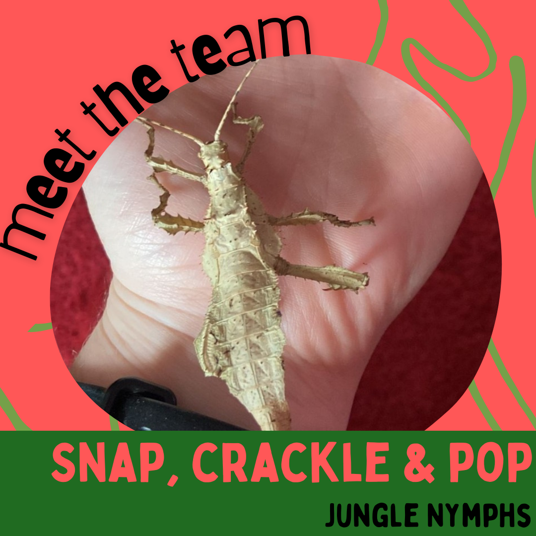 Snap, Crackle & Pop, Jungle Nymphs