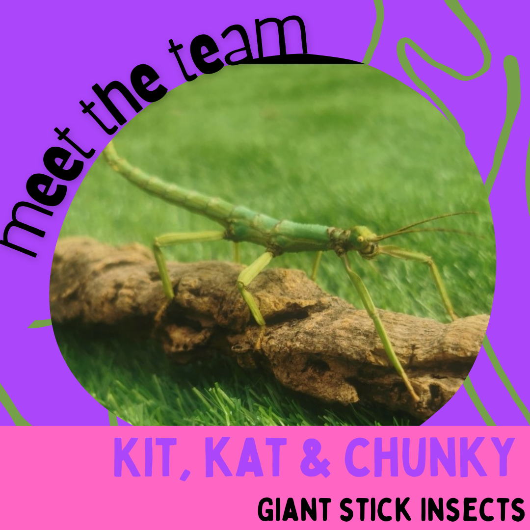 Kit, Kat & Chunky, Giant Stick Insects