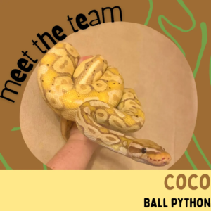 Coco, Ball Python