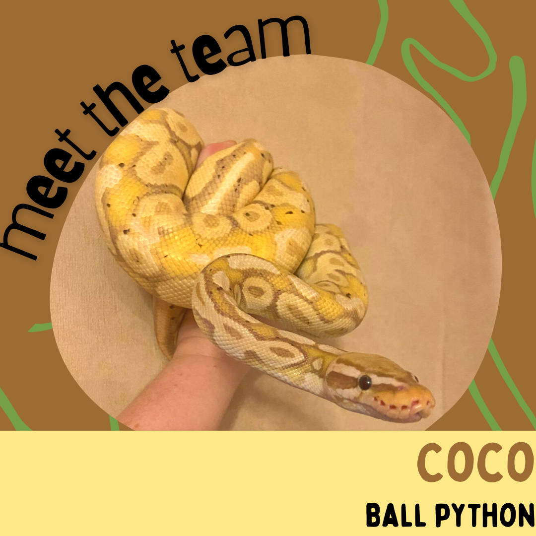 Coco, Ball Python