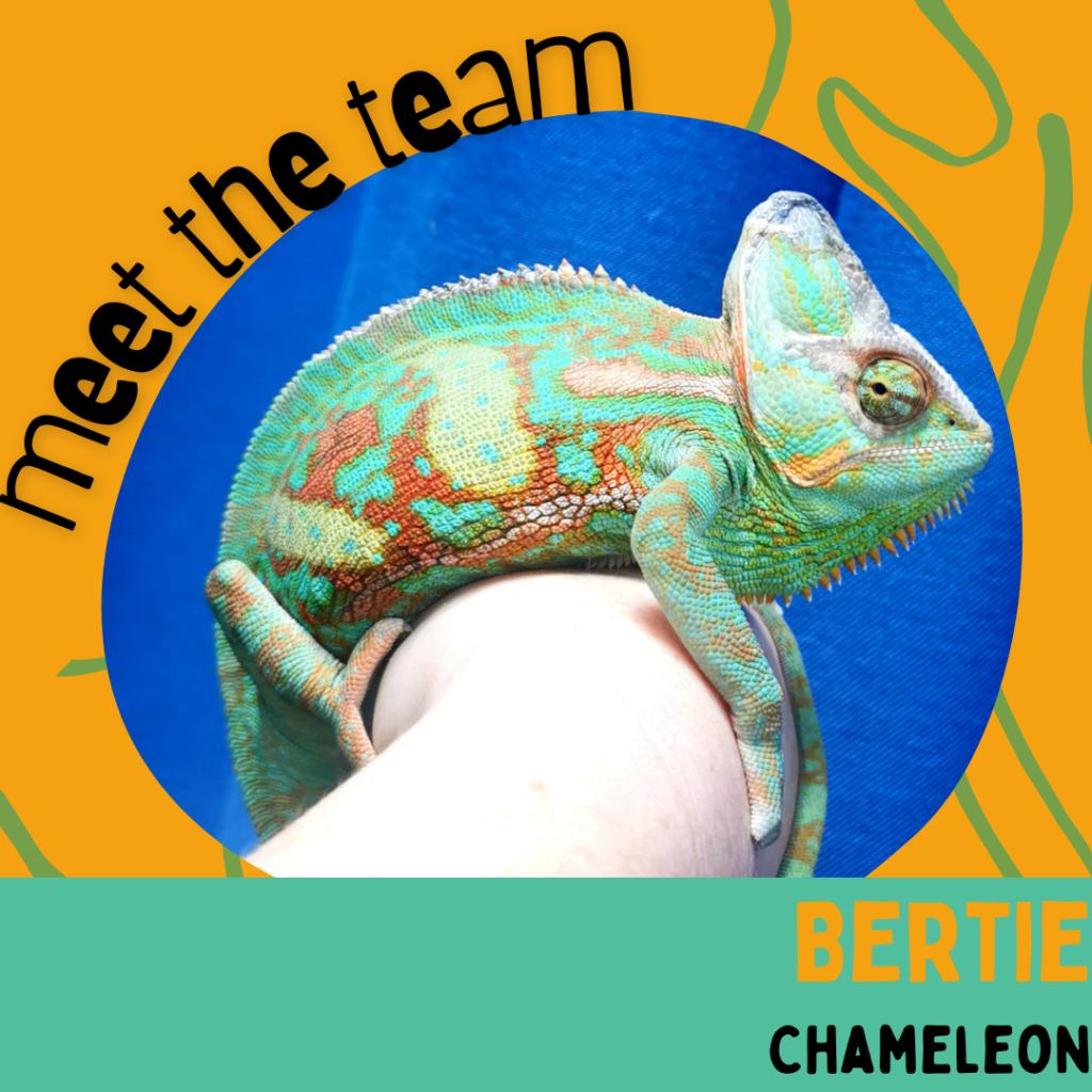 Bertie, Chameleon