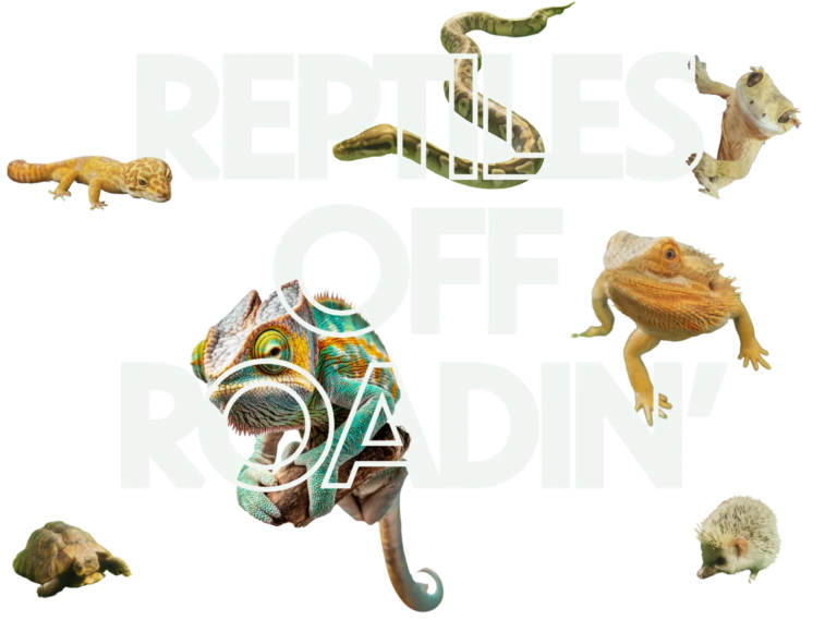 Reptiles Off Roadin Animal Encounters Animal Encounters North West