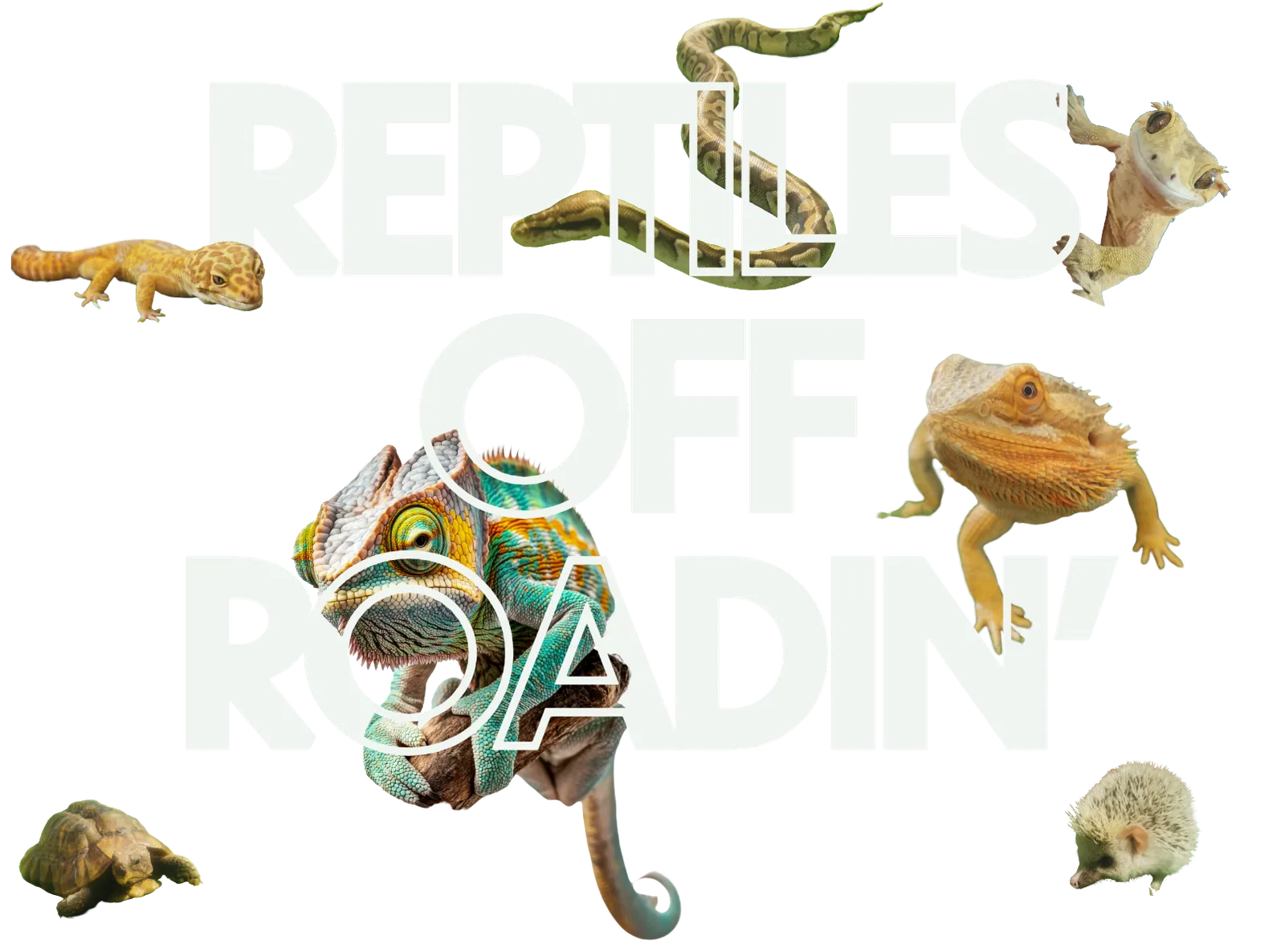 Reptiles Off Roadin Animal Encounters