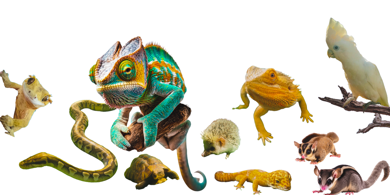 Reptile Animals