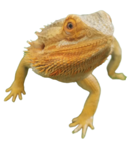 Bearded Dragon, Reptile
