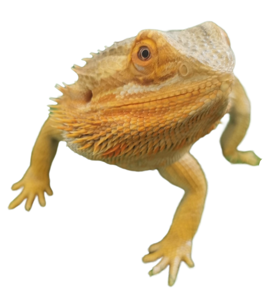 Bearded Dragon, Reptile