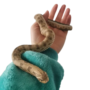 Animal Experiences North West